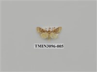 藏品(螟蛾145)的圖片